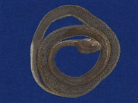 藏品(赤尾青竹絲)的圖片